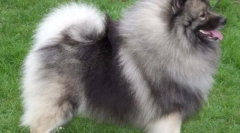 Wolfspitz (foto): pet prietenos și blând